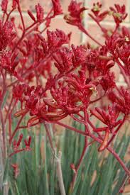 Image result for Anigozanthos