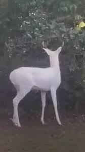 What Does It Mean When A Deer Skull Flips Upside Down | TikTok