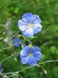 Gemeiner Lein Linum Usitatissimum Auch Saat Lein Oder Flachs Genannt Ist Eine Alte Kulturpflanze Die Zu Blumen Fur Garten Gemeiner Lein Einjahrige Blumen