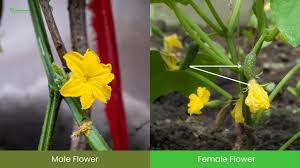 Image result for male flowers cucumber