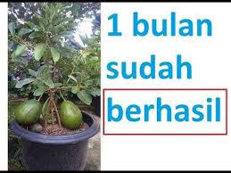 1 Bulan Sudah Berhasil Cara Alpukat Cepat Berbuah Youtube Di 2020 Taman Buah Alpukat Ide Berkebun
