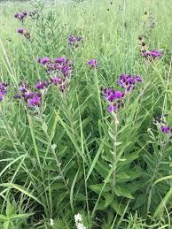 Image result for Vernonia zambiana