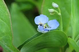 Image result for Commelina saxosa