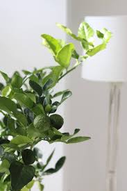 The best, most technologically advanced lighting system can't beat the sun and it doesn't seem like that. 14 Things Nobody Tells You About Indoor Citrus Trees Gardenista