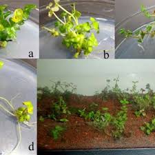 Maybe you would like to learn more about one of these? N Vitro Shoot Regeneration And Acclimatization Of Creeping Jenny L Download Scientific Diagram
