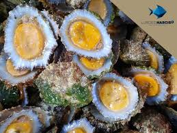 Image result for Patella aspera