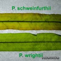 Image result for Potamogeton schweinfurthii