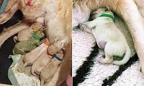 Dog Gives Birth To A Green Puppy Gives Birth Green Puppy Puppies Dog Owners Dogs