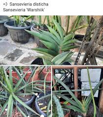 Image result for Sansevieria dawei