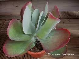 Kalanchoe Thyrsiflora Red Lips Paddle Plant Pflanzen Sukkulenten Zimmerpflanzen