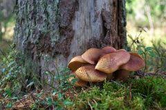 Pilze Im Eigenen Garten Erhalten Beseitigen Oder Zuchten