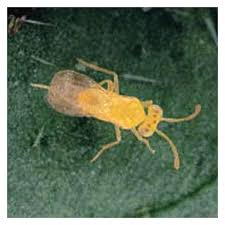 Image result for Eriocephalus microphyllus