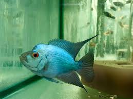 Thai Silk Flowerhorn Cichlid Blue Diamond Titanium Blue Kamfa Rare Import Titanium Blue Cool Fish Cichlids