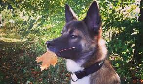 The german shepherd was then recognized as a distinct breed developed for working, herding and military work. The Most Popular Akita Mixes You Should Meet K9 Web