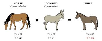 Chromosome Number Bioninja