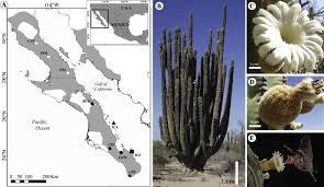 It is particularly popular with young people wanting to combine a relaxing. Disparity In Floral Traits And Breeding Systems In The Iconic Columnar Cactus Pachycereus Pringlei Cactaceae Sciencedirect