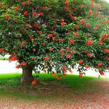 Image result for Erythrina × coddii