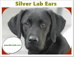 Alibaba.com offers 1,870 labrador puppies products. Silver Lab Puppies For Sale In Alabama Friendly Puppies Under 500