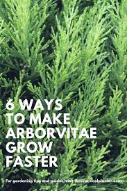All of your planting needs at your doorstep. 6 Proven Methods To Make Arborvitae Grow Faster In 2021 Arborvitae Landscaping Arborvitae Privacy Landscaping