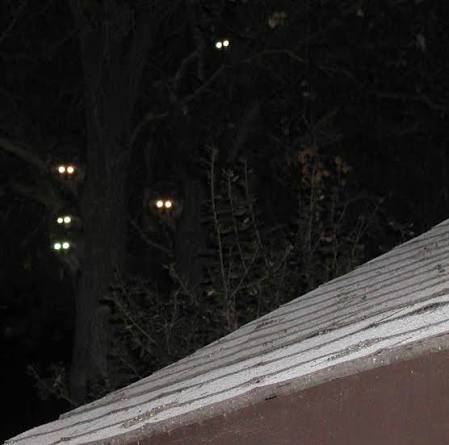 File:Night eyes.jpg - Wikimedia Commons