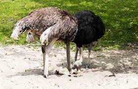 Bird with head in sand. Why Do Ostriches Bury Their Heads In The Sand Bird Spot