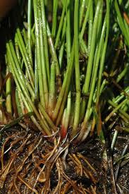 Image result for Eleocharis naumanniana