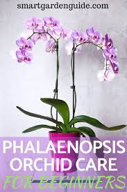 How To Grow Orchids This Guide Covers The Most Popular Type Of Orchid The Phalaenopsis Everythi Phalaenopsis Orchid Care Orchid Plant Care Repotting Orchids