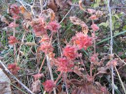 Image result for Acalypha segetalis
