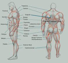 Torso muscles by darkkenjie on deviantart. Like So Much This Web Lot Of Interesting Tutorials Anatomy Reference Body Anatomy Man Anatomy