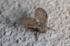 Image result for Psychotria cinerea