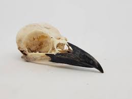 Real Crow Skull Magpie Skull Picca Picca Taxidermy Bird Etsy Ireland