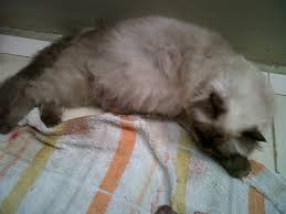 Hal ini patut dan wajib diketahui untuk mencegah hal yang tidak diinginkan seperti misalnya kucing sobat terlalu muda usianya untuk memiliki anak kucing. Proses Pengembangbiakkan Kucing Catatan Pengalaman Love Us More Than Others