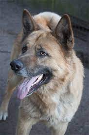 Use the options below to find your perfect canine companion! Pin On German Shepherd Mixes