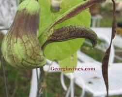 Image result for Aristolochia albida