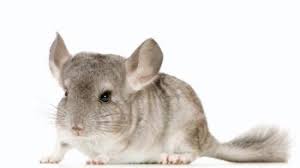 Chinchillas are known around the world for their soft, luxurious and extremely dense fur. Chinchillas Chinchilla Welfare Tips Advice Health
