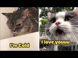 Omg These Cats Can Speak English I M Cold I Love You Meow Language Youtube 2020