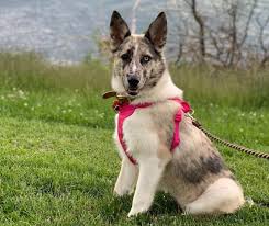 We did not find results for: Which Of These Catahoula Mixes Should You Get As Your New Dog K9 Web