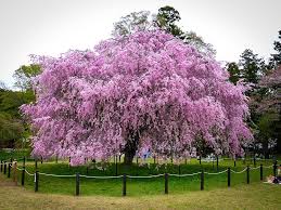 The weeping cherry tree is a spectacular ornamental tree that is grown more for its long, graceful branches than its fruit. Pink Weeping Cherry For Sale Online The Tree Center
