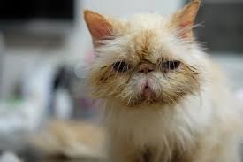 Kedi Gribi Kedi Nezlesi Belirtileri Ve Tedavi Yontemleri Miyavliyo