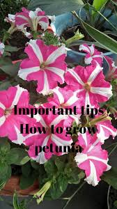 Best Winter Flower Plant To Grow Petunia Flower Plants Winter Flowers