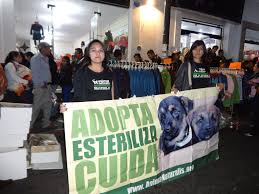 Exitosa campaña de concienciación “No compres, adopta” en Mo |  AnimaNaturalis