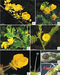 Image result for Chamaecrista plumosa