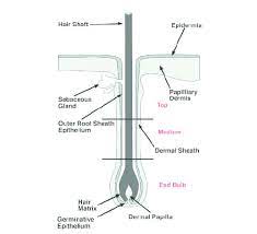 Frequently the hair that grows back after repeated pulling has lost its pigment and grows in white. Schematic Presentation Of The Hair Follicle Black Lines Indicate The Download Scientific Diagram