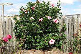 Entfernungsanspruch Von Hibiskuspflanzen Grundstucksgrenze