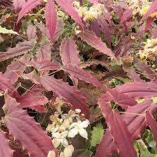 Maybe you would like to learn more about one of these? Photo Essay Extremely Attractive Foliage Perennial Resource
