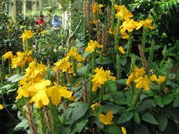 It adds a soft touch to typical landscape greenery, the small leaves and upright blossoms swaying in the breeze. Crossandra University Of Florida Institute Of Food And Agricultural Sciences