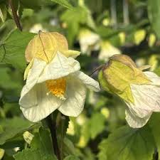 Image result for Abutilon sp.no.2