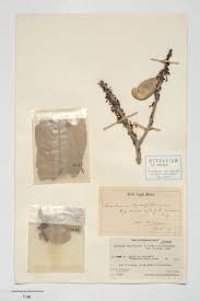 Image result for Synsepalum revolutum