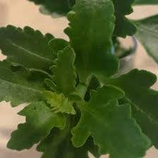 Image result for Kalanchoe uniflora