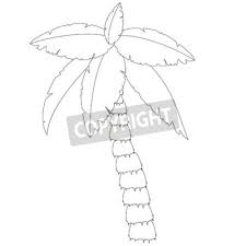Pencil drawings trees | tree ii atherton warks drawings cr108 1987 pencil drawing on paper 35. Palm Tree Outline Drawings Coconut Tree Palm Tree Vector Tourism Fototapete Fototapeten Palme Subtropischen Coco Myloview De